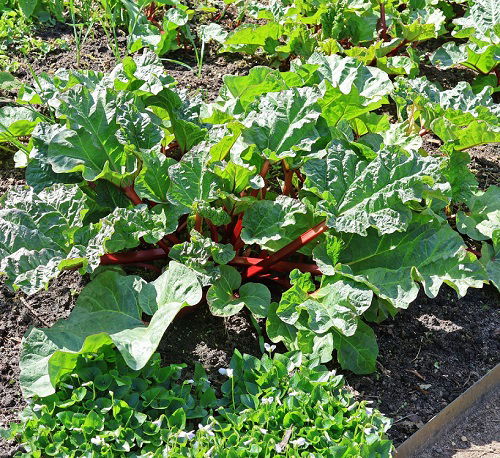 Rhubarb in garden