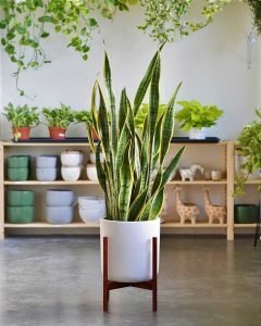 8 Best Tall Snake Plant Varieties | How Large Do Snake Plants Get