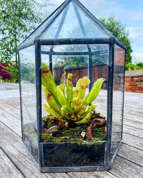 trumpet pitcher Carnivorous Plant Terrarium