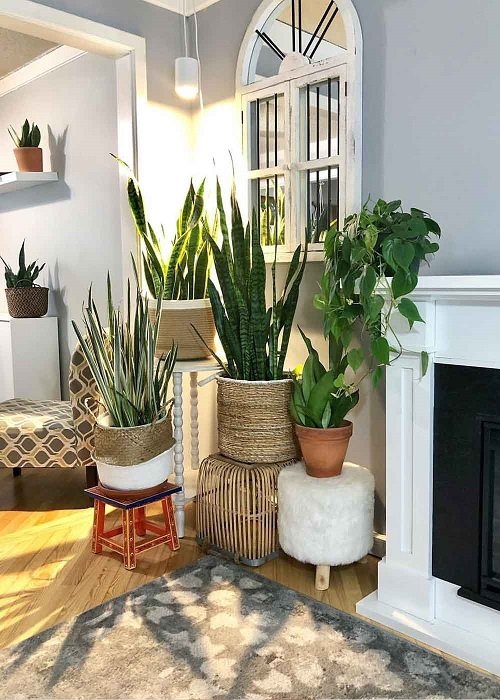 Snake Plant Stand 13