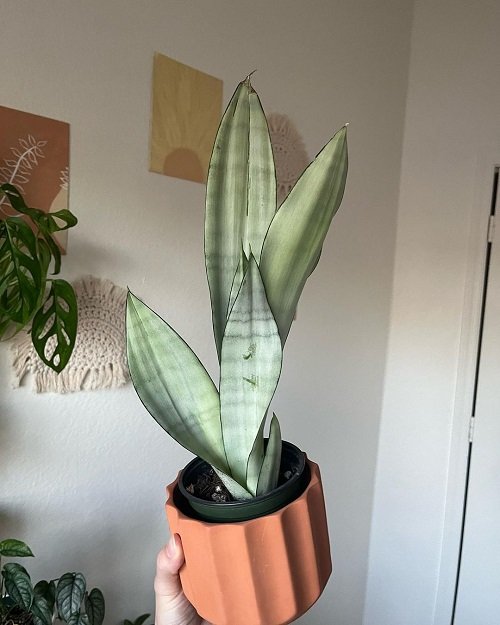 snake plant in a Brown Pot