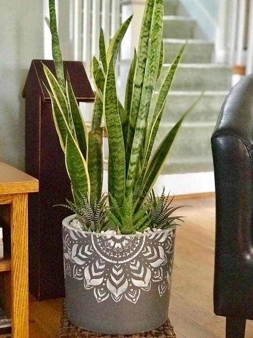 Different Ways to Grow Snake Plants 12