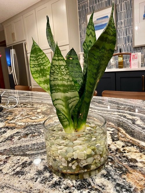 Snake Plant in Water