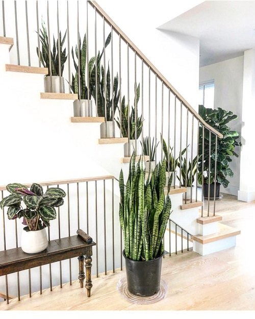 Snake Plants on the Stairs