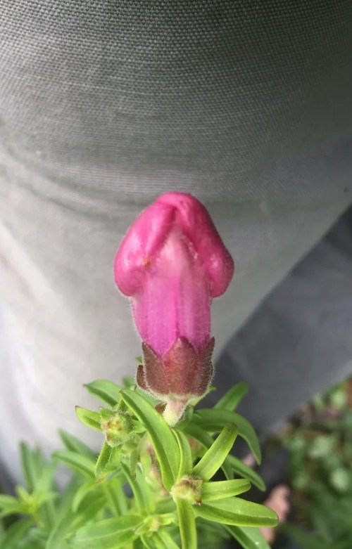 Amazing Plants with Penis-Like Structure 3