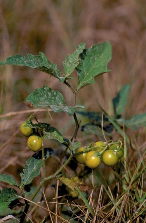 Weeds that Look like Tomato Plants 12