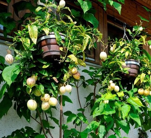 Weeds that Look like Tomato Plants 7