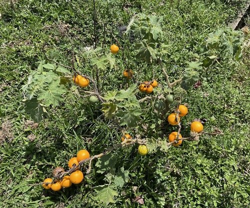 Tropical  soda apple Weeds that Look like Tomato Plants