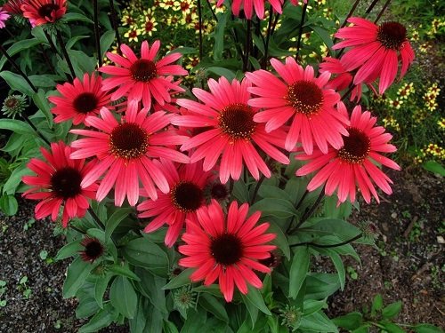 lovely coneflower types for your yard 2