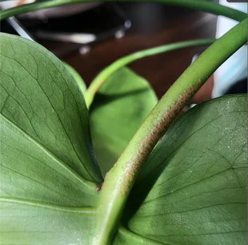 webbing issue in monstera plant 16