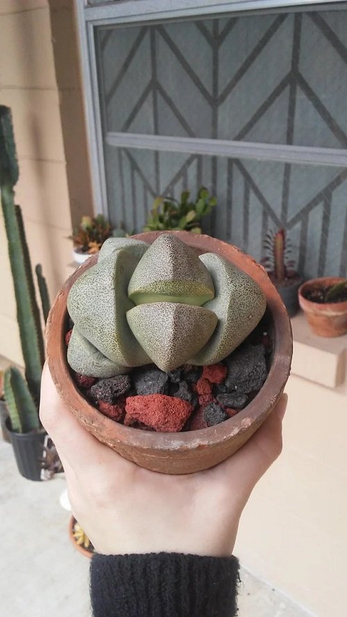 Plants that Look like Rocks and Stones