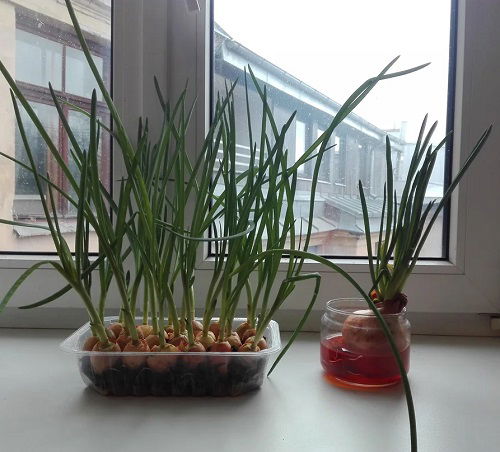 Spring Onions indoor 