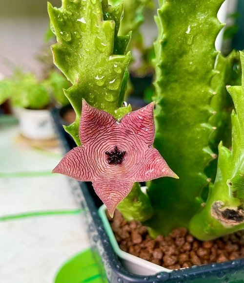 The Most Colourful Stapelia Types 