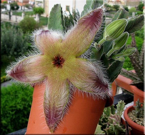 The Most Colourful Stapelia Types 1