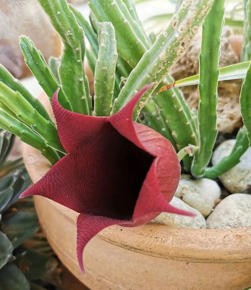 Top Colourful Stapelia Types 1