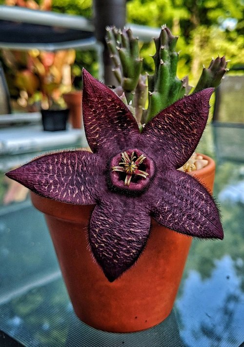 The most colourful varieties of Stapelia 2