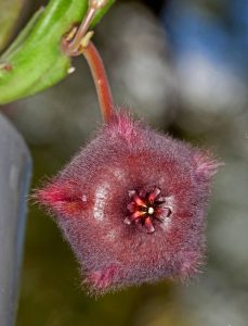 32 Best Stapelia Varieties | Types of Stapelia Succulents