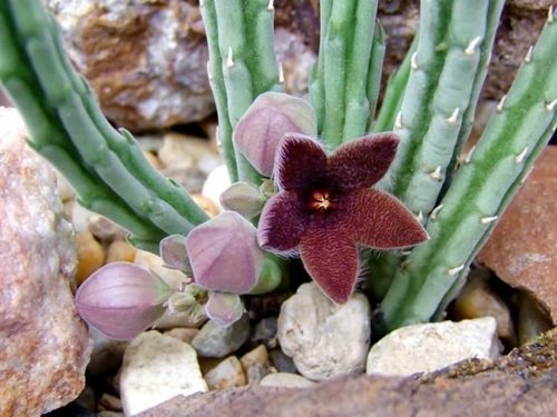 The Most Colourful Stapelia Types 1