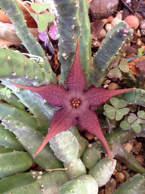 The Most Colourful Stapelia Types 2