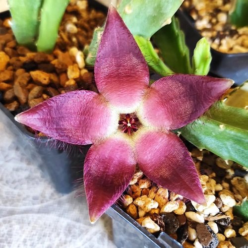 Outstanding Variety of Colourful Stapelia 3