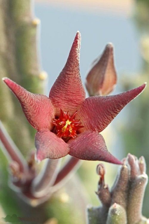 Top Colourful Stapelia Types 3