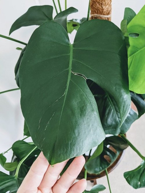 Common Monstera Plant Problems and Their Solutions 29