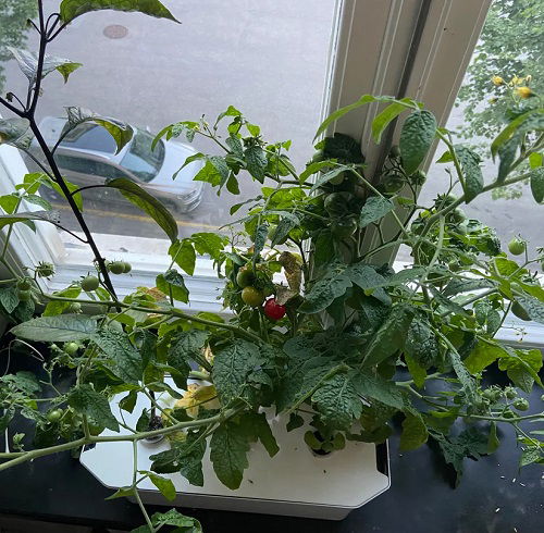 tomato in garden