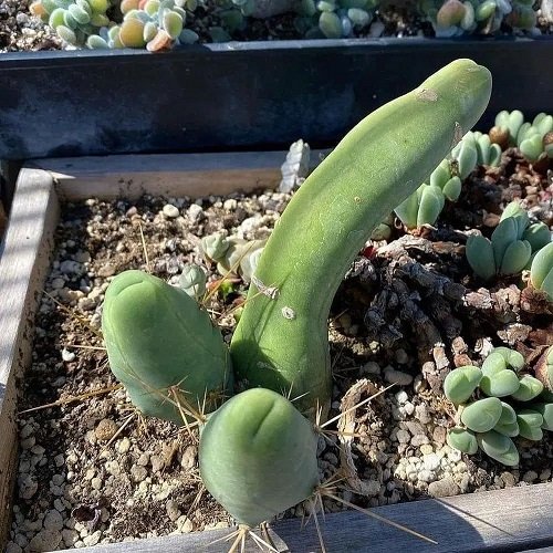 Surprising Plants with Penis-Resemblances 