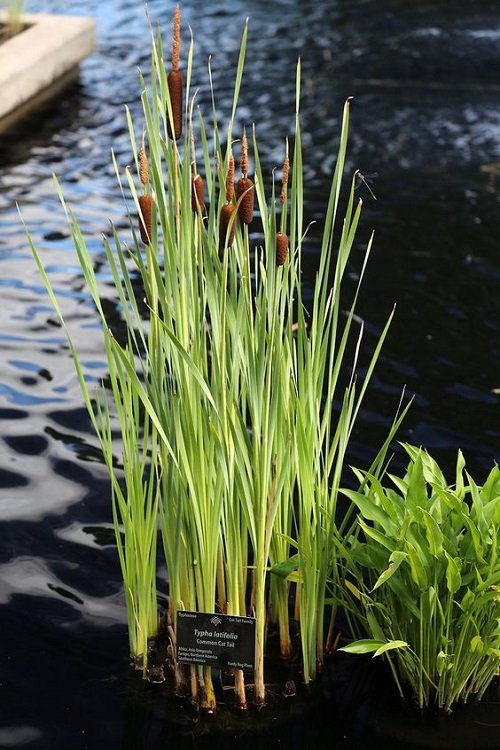 Plants that Look like Cattail Plant