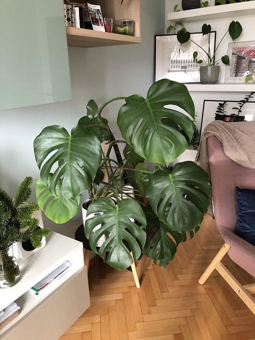 Common Monstera Plant Problems and Their Solutions 32