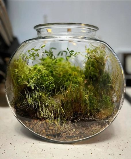 8 Carnivorous Plant Terrarium Ideas | Carnivorous Plants For Terrariums