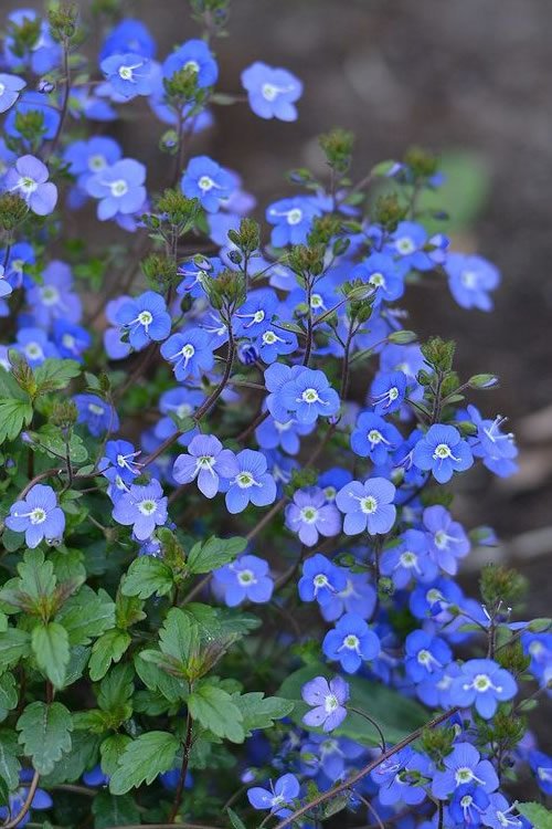 blue and white flower plant in garden 12
