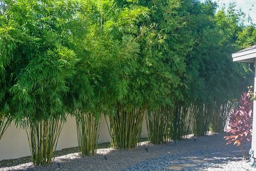 Types of Bamboos to Grow in Containers & Indoors 15