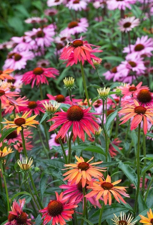 lovely coneflower types for your yard 4
