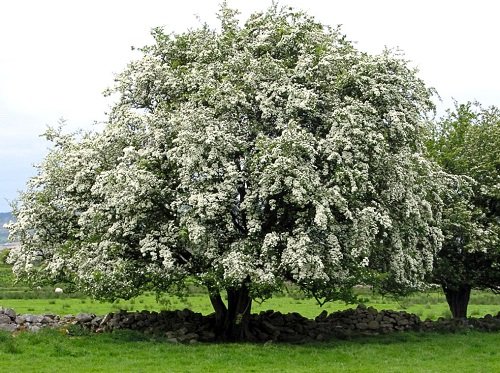 Blooming with white flower  Washington Hawthorn tree