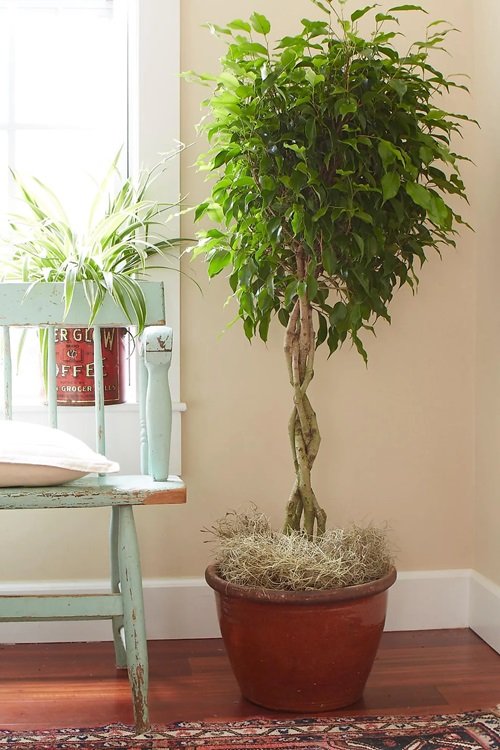 Indoor Plants that Become Quick Easy Bonsai 17