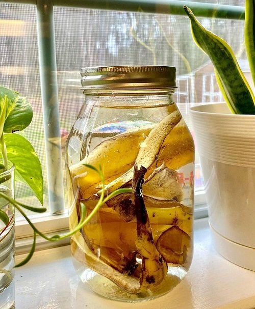 This Banana Peel Water Can Boost Plant Growth Quickly