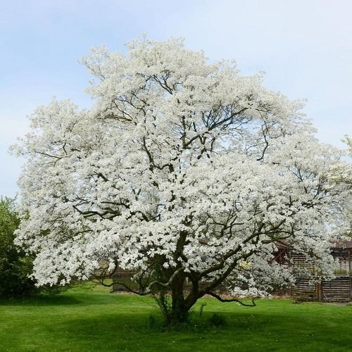 Big White Dogwood tree