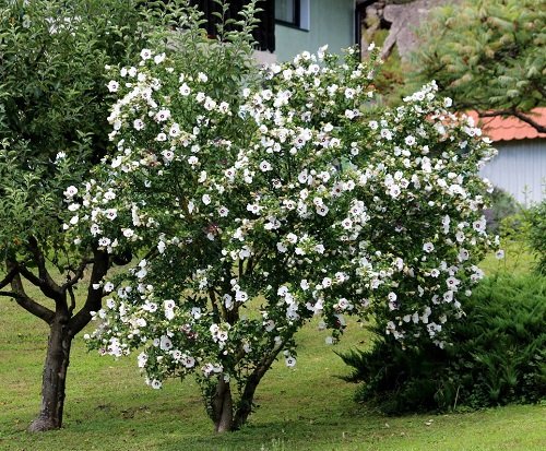 White Rose of Sharon plant flowering