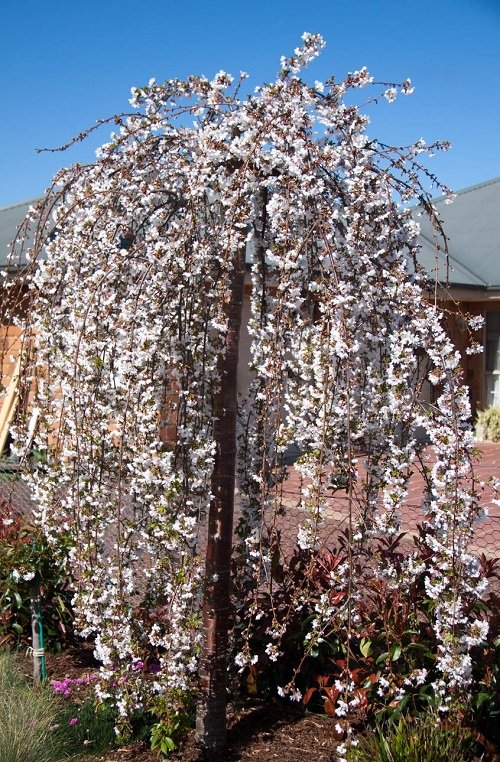 White Snow Fountains® Weeping Cherry near pathway