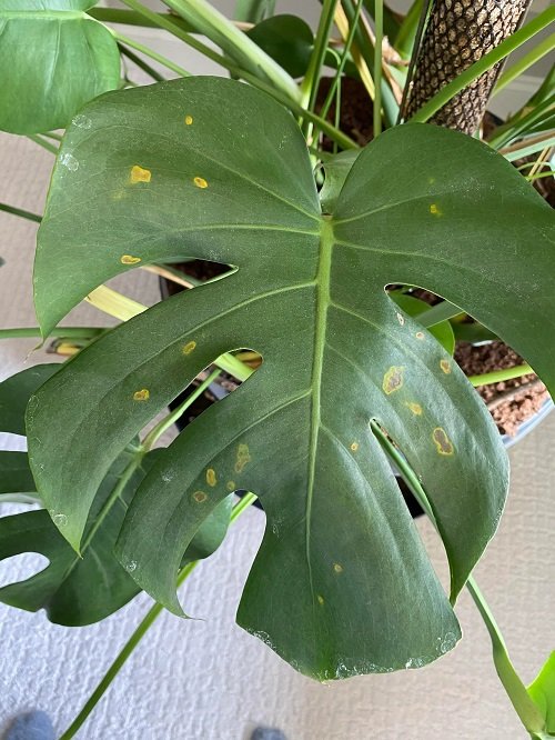 yellow spots on monstera plant 6