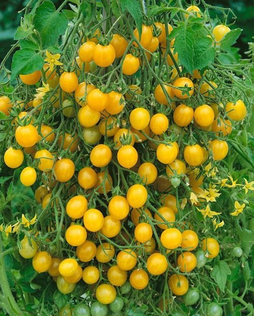 Best Yellow Fruits 14 