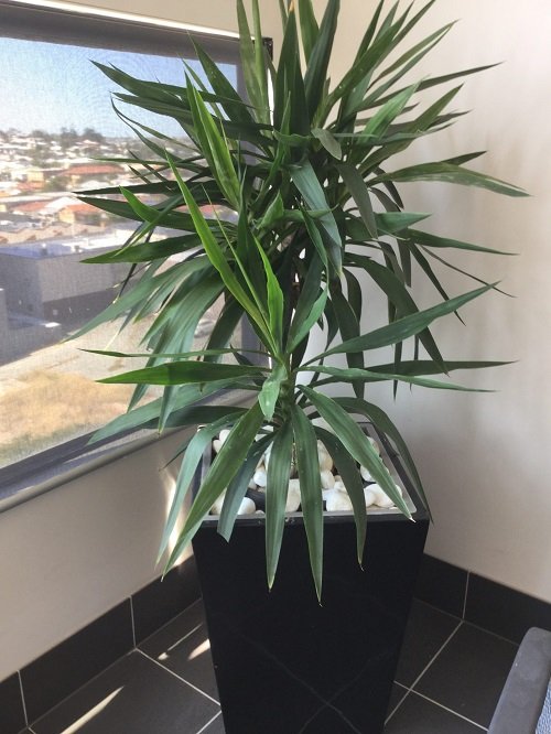 Yucca plant looks like aloevera