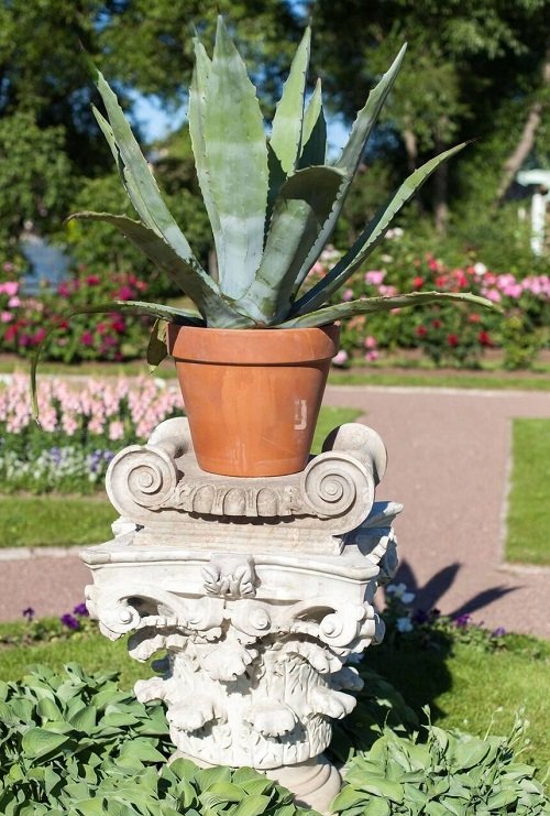 Plants that Look like Aloe Vera But are Not