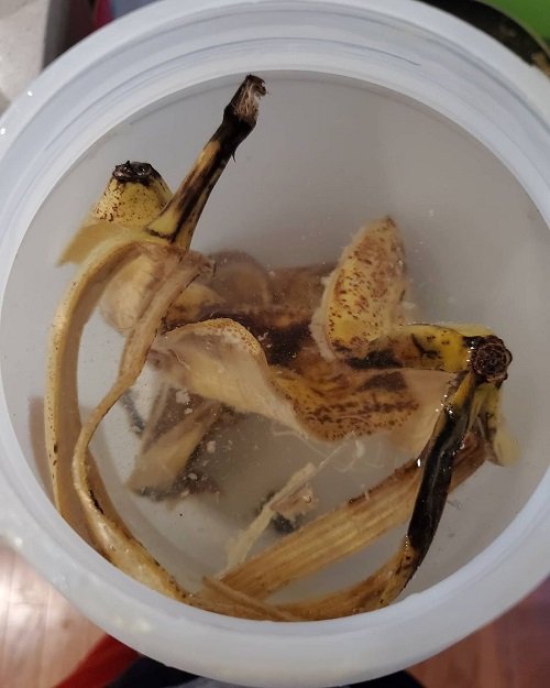 Banana Peel Water Can Boost Plant Growth Quickly 1