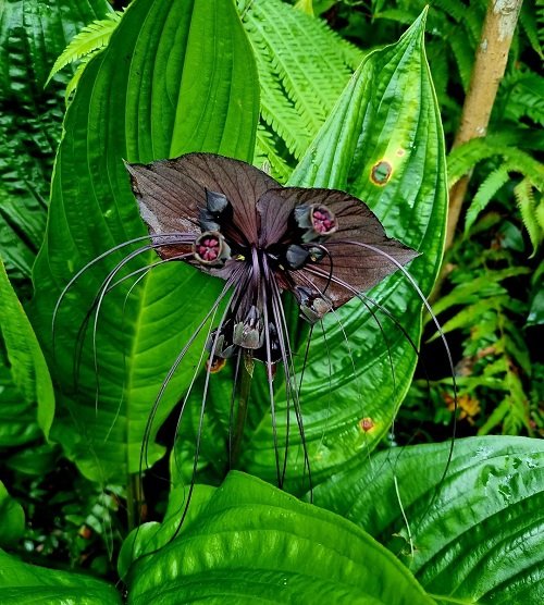 bat flower that Look Like bat