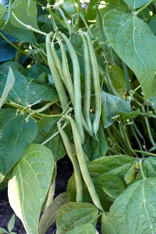 Sage Companion beans