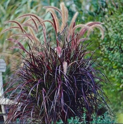Similar-Looking Plants for Cattails 2
