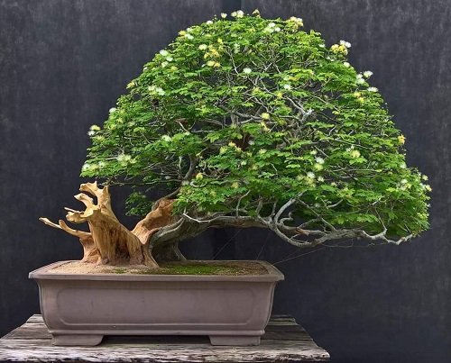 Best Brazilian Rain Tree Bonsai Pictures 13