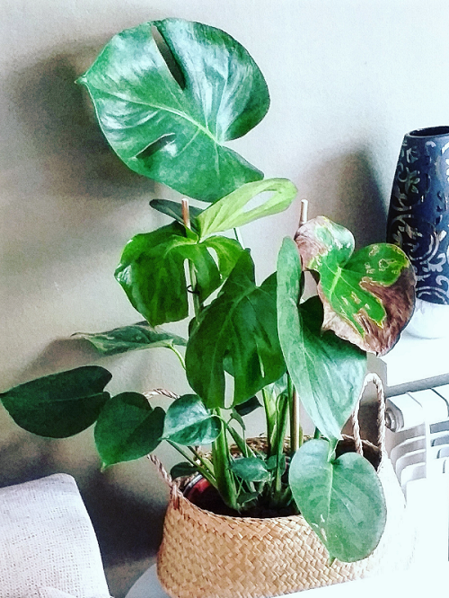 brown tips on monstera plant leaves 4